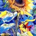 Dumny kwiat słońca